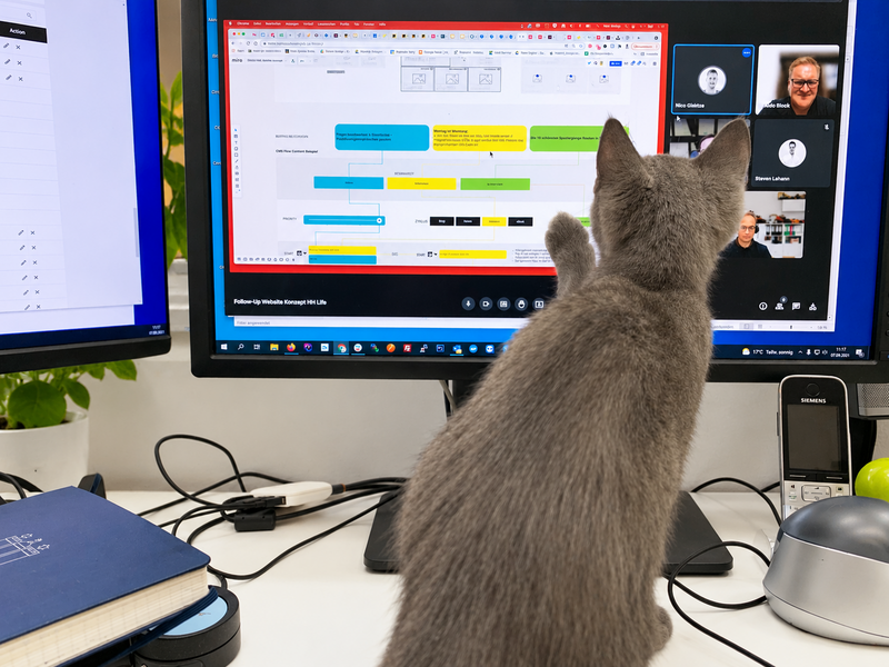 Projektkarte Katze bei der Arbeit